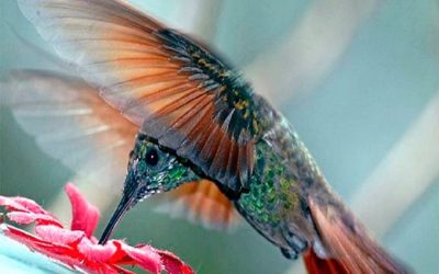 Escribir para el algoritmo colibrí de Google